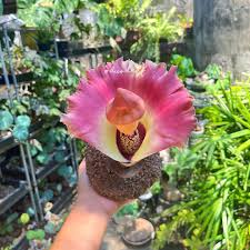 Image result for Amorphophallus goetzei