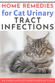 Remedy For Cat Uti Cat Uti Remedy In 2020 Cat Remedies Cat Uti Urinary Tract Infection