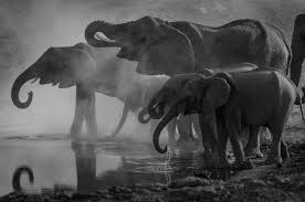 Black And White Elephant Pictures Grayscale Photo Of Elephants Drinking Water Black And White Landscape Elephant Black And White Elephant Pictures