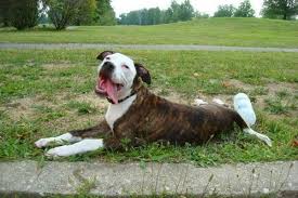 May 21, 2021 · the 20 brindle dog breeds. American Bulldog The Bulldog Addict