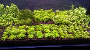 Image result for Syngonanthus