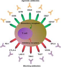Image result for Immune Checkpoint Inhibitor
