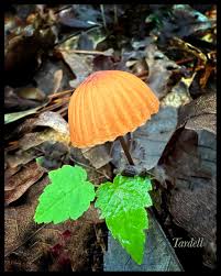 Image result for Marasmius siccus