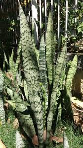 Image result for Sansevieria nilotica