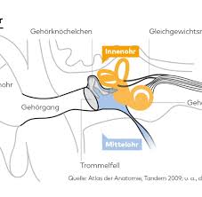 Gehor Diesen Fehler Machen Viele Nach Dem Horsturz Welt