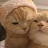 Home » the 20+ facts about pacar pp couple terpisah anak kecil viral! 1