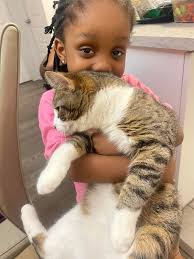 Lost Cat in Blohm Drive, Woodbury Crescent, Ottawa