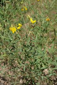 Image result for Crotalaria podocarpa