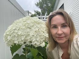 Hydrangea blooms after rainy summer