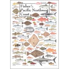 Fishes Of The Pacific Northwest Coast Poster Pacific Fish Pacific Northwest Fish Chart