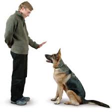 How To Train A Dog Dog Training Dog Training Obedience Training Your Dog