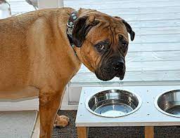 Canine Abscess A Bacterial Infection Of An Open Wound