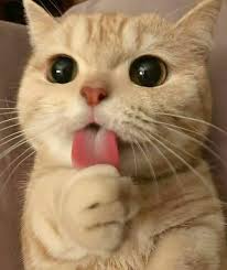 Image result for adorable cat