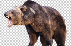 Bear Attack Png Free Bear Attack Png Transparent Images 94945 Pngio All images is transparent background and free download. bear attack png transparent