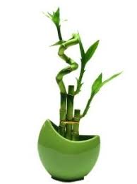 1 Set 3 Stalks Lucky Bamboo Arrangement In A Green Vase For Fengshui Or Gifts 21 99 You Save 7 00 24 Lucky Bamboo Plants Lucky Bamboo Bamboo Plants