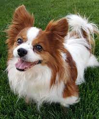 Puppies and dogs in indiana. Adopt Lafitte In Indiana On Petfinder Cute Baby Animals Animal Needs Dog Adoption