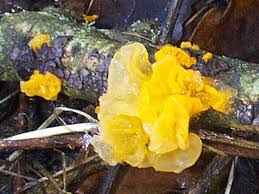 There are several types of mold that can produce a yellow hue, such as aspergillus, meruliporia incrassata, and serpula lacrymans. Tremella Mesenterica Yellow Brain Fungus