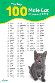 The ranking of most popular cat names can be assessed, in particular, from pet insurance registrations. 100 Top Male And Female Cat Names Of 2020 Kitten Names Unique Cat Names Kitten Names