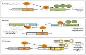 Gal4 Uas In Rnai Strains Gene Expression Biochemistry Expressions