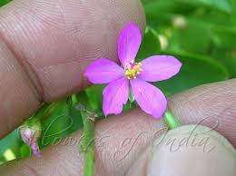 Image result for Talinum fruticosum