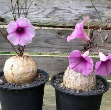 Image result for Ipomoea bolusiana