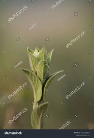 Image result for Astripomoea lachnosperma