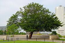 It will also display local time in each of the locations. Oklahoma City Wikipedia