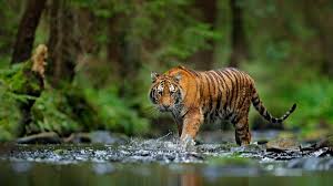 They can weigh up to 300 pounds (136 kg) on average. Tigers Confirmed As Six Subspecies And That Is A Big Deal For Conservation
