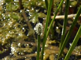Image result for Eleocharis complanata