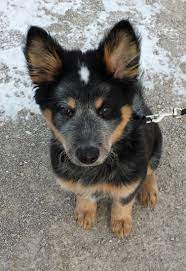 Pin By Alicia B On Animal Lover Aussie Puppies Puppies Cattle Dogs Rule