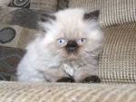 Adorable Teacup Persian | Boutique Kittens
