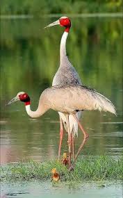 Pin By Jennifer Kaner On Animals Pet Birds World Birds Colorful Birds