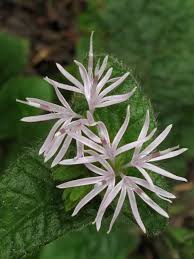 Image result for Elephantopus