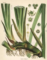 Image result for Calamus deerratus