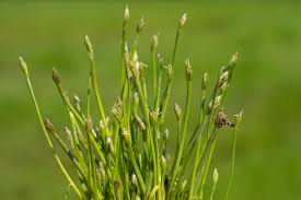 Image result for Isolepis fluitans