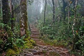 Kinabalu National Park National Parks Forest World