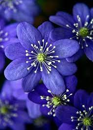 Included are wallpapers for colorful flowers of. Purple Flowers On A Beautiful Flower Can Completely Change The Look And Appeal Of Your Home Garden Bouquet W Beautiful Flowers Purple Flowers Flowers Nature