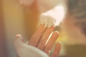 Cat Cute Girl Hand Kitten Inspiring Picture On Favim Com Fotos Divertidas De Gatos Desmotivaciones Mascotas