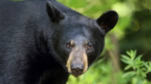Senior writer larry mayer ranks the bears' top 10 week 1 wins he's witnessed since he began covering the team in 1992. Black Bears The Most Common Bear In North America Live Science