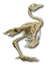 El Origen De Las Aves Anatomia Comparada Del Pollo Domestico