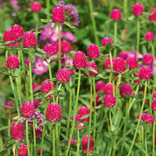 Image result for Gomphrena