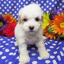 Nancy, a Black & White Female Poodle Puppy 801062