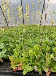 Image result for Heuchera cylindrica Greenfinch