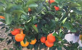 Shop our range of citrus, apple and stone fruit salad trees here. Weird You Have Seen Vegetable Plants Till Yet But See This Fruit Salad Tree Live Uttar Pradesh