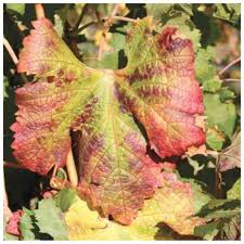 Image result for Pseudopeziza tracheiphila