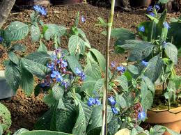 Image result for Eranthemum pulchellum