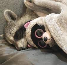He Sleep Music Indieartist Chicago Pet Raccoon Raccoon Funny Cute Baby Animals