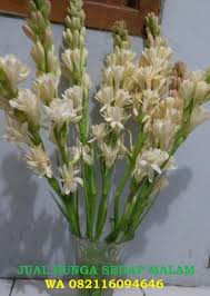 Udara dingin ini tembus menelusuri retakan kulitku menghasilkan sebuah siulan kesendirian. Terjual 082116094646 Bunga Sedap Malam Tangkai Harum Segar Kaskus