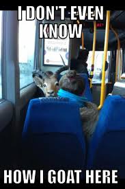The 25 Funniest Moments In Goat History Gallery