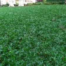 Salah satu jenis rumput hias untuk taman yang paling banyak diminati adalah rumput gajah mini. Tukang Taman Bogor Tukang Taman Minimalis